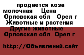 продается коза молочная  › Цена ­ 2 500 - Орловская обл., Орел г. Животные и растения » Другие животные   . Орловская обл.,Орел г.